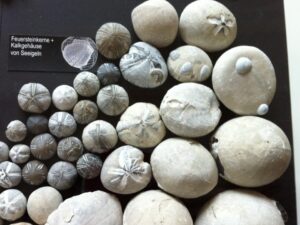 Ferienwohnung Sassnitz