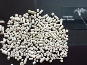 Ferienwohnung Sassnitz