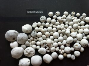 Ferienwohnung Sassnitz